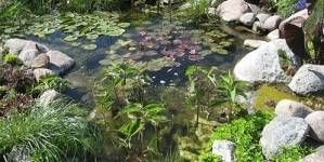 Tareas de primavera en el estanque