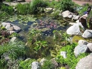 Rana y hoja nadando schwimmfrosch teichdeko mini estanque estanque de jardín