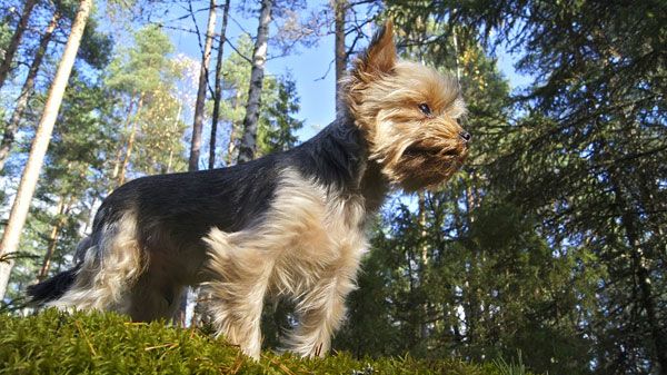 ¿Cómo mantener el pelaje de un Yorkshire Terrier?