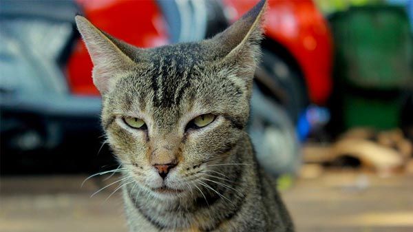 ¿Qué es la terapia con feromonas para gatos estresados?