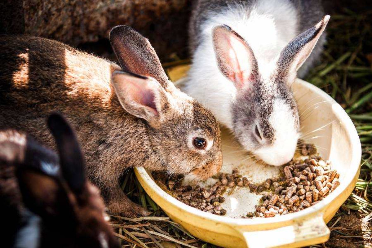 Arenas Conejos Alfombra De Hierba Para Conejo, Juguetes Para