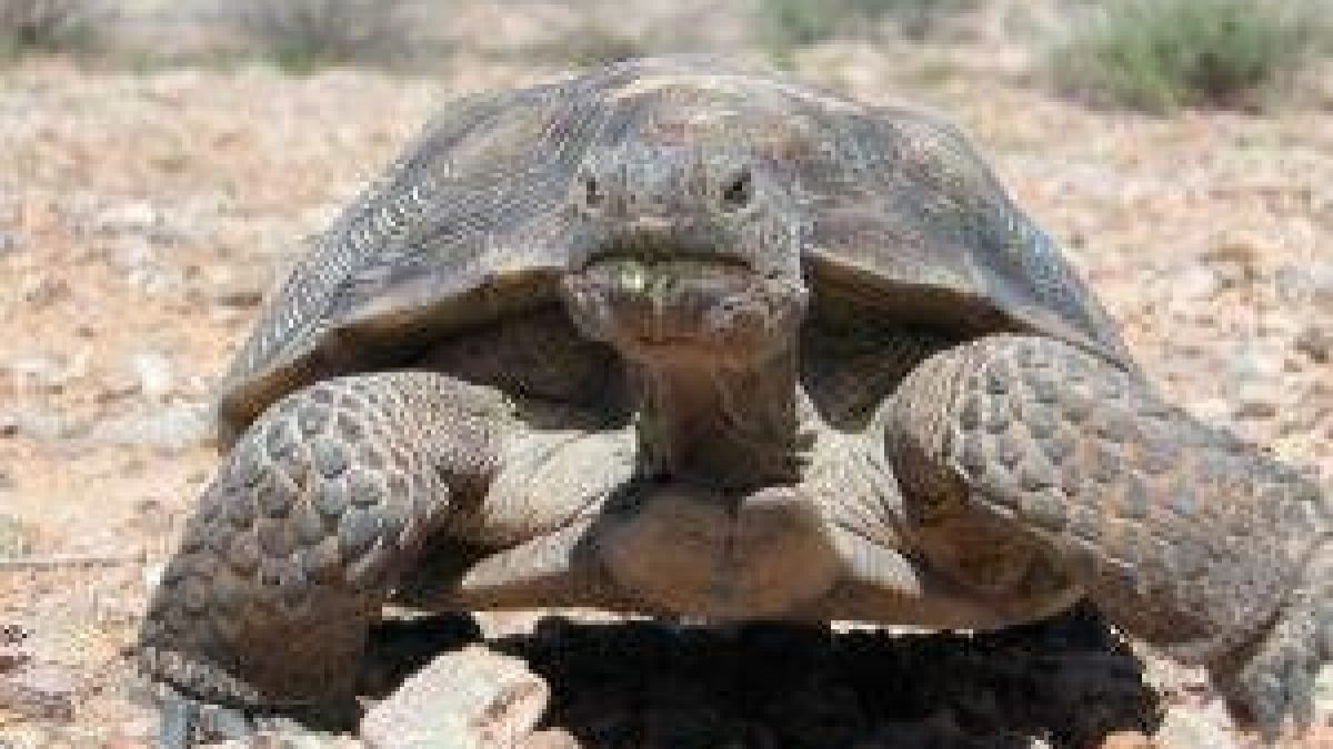 conductor perdonar Rama Cómo crear un hábitat en el jardín para tortugas terrestres - Tiendanimal