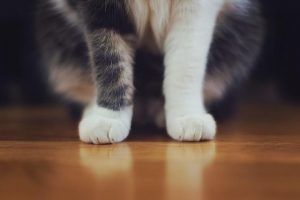 Cómo reconocer y manejar la obesidad en los gatos