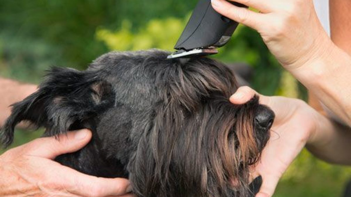 Maquina para peluquear mascotas online