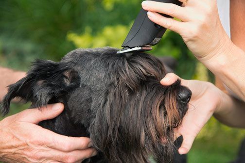 Las cuchillas más usadas en peluquería canina