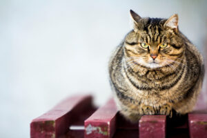 Guía sobre la obesidad en gatos: causas y cómo actuar