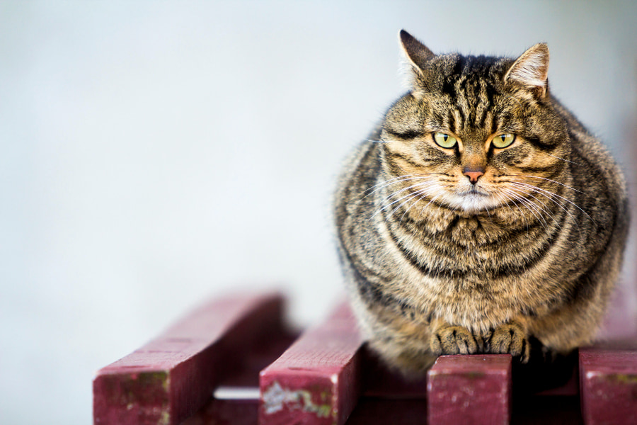 Guía sobre la obesidad en gatos: causas y cómo actuar