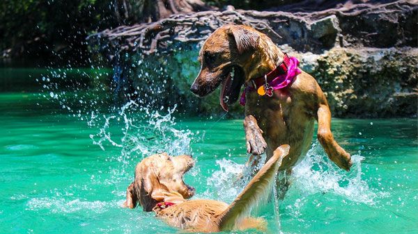Consejos de seguridad para los chapuzones en el agua de tu mascota en piscinas, ríos y mar