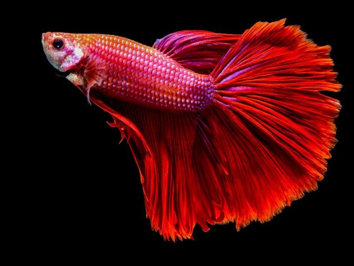 Mono Seminario Dispensación Bettas: unos peces preciosos para principiantes - Tiendanimal