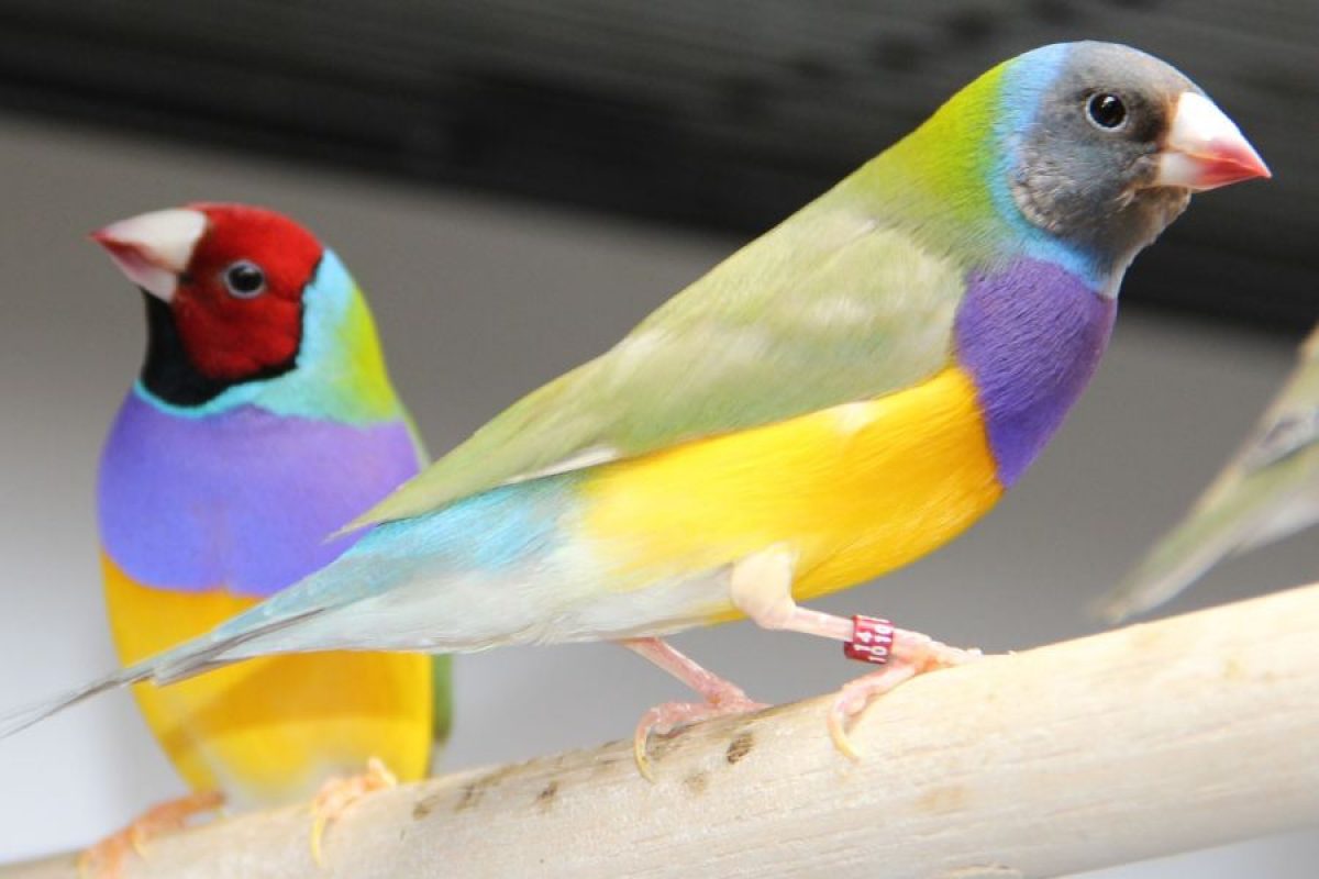 Jugar juegos de computadora Enlace tijeras Diamante de Gould, verdaderas joyas de la naturaleza - Tiendanimal