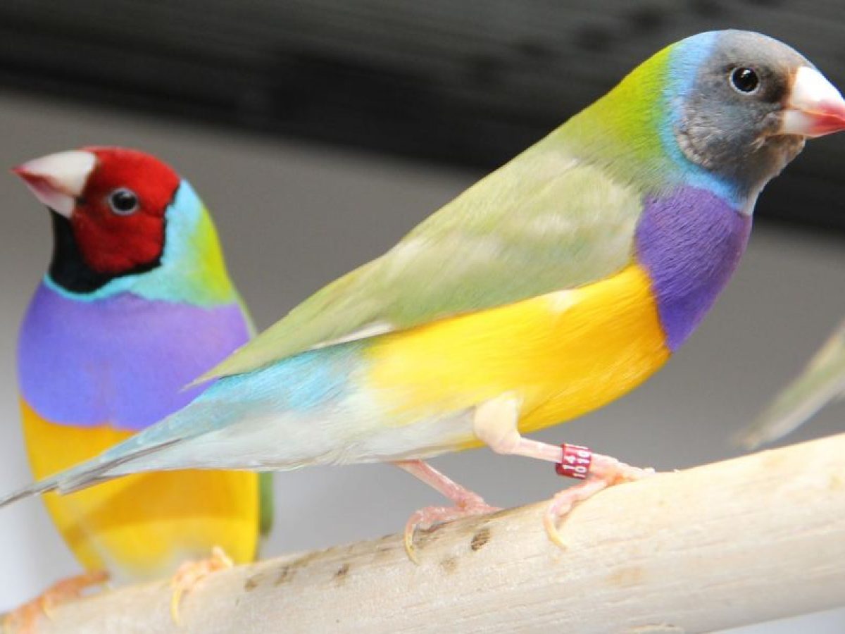Sumamente elegante Romance comprender Diamante de Gould, verdaderas joyas de la naturaleza - Tiendanimal Sumamente elegante Romance comprender Diamante de Gould, verdaderas joyas de la naturaleza - Tiendanimal
