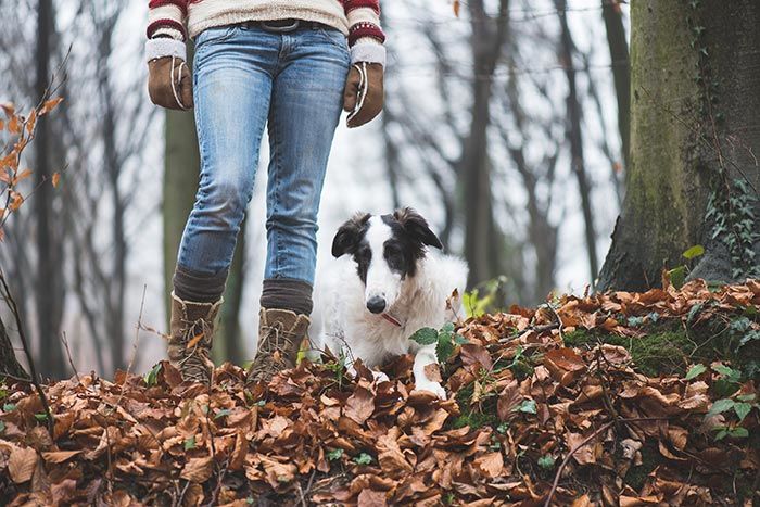 Imprescindibles que debes llevar en la maleta de tu perro para ir de vacaciones