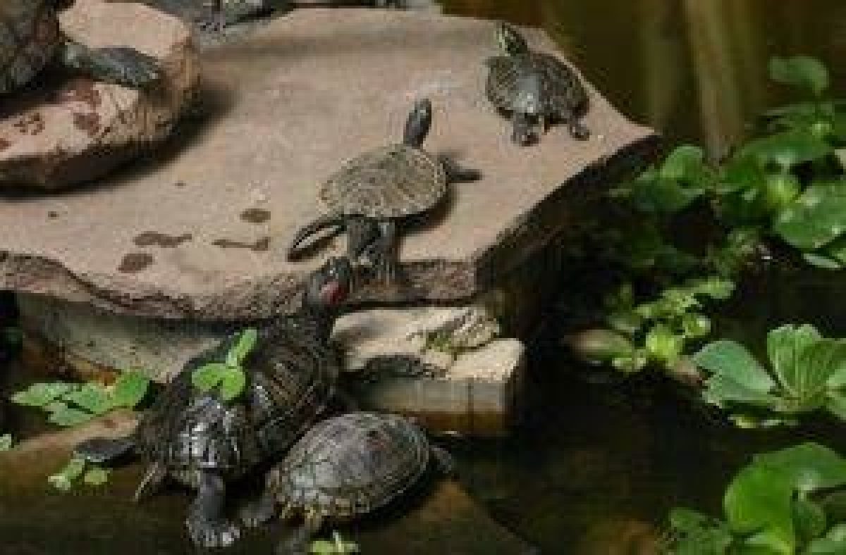 Mantenimiento del acuaterrario de tortugas acuáticas💦🐢 