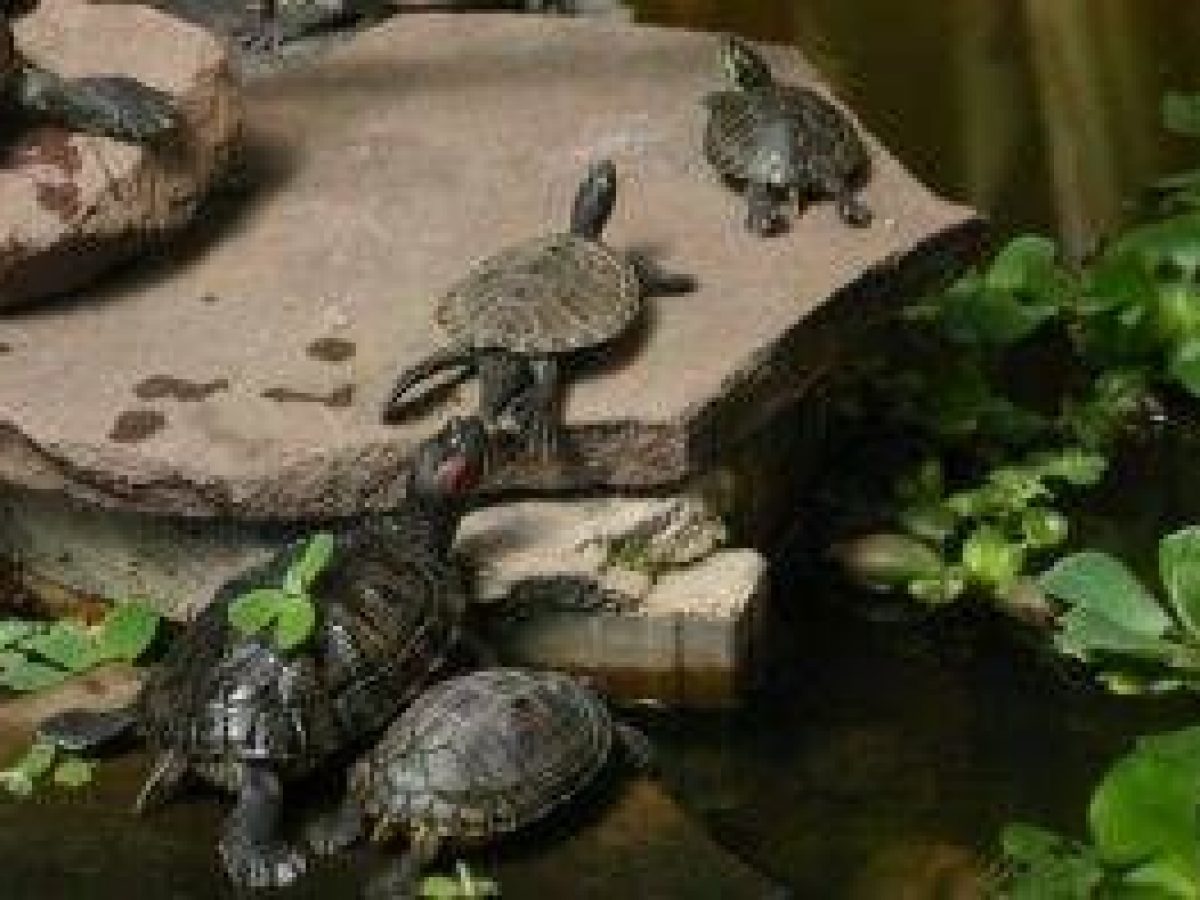 Doméstico anunciar Húmedo Tortugas acuáticas en el estanque - Tiendanimal