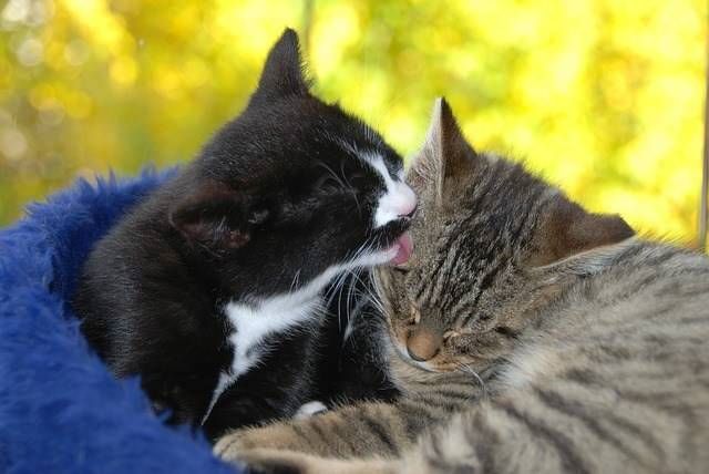 bañar a tu gato