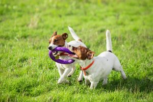 Juegos para perros al aire libre