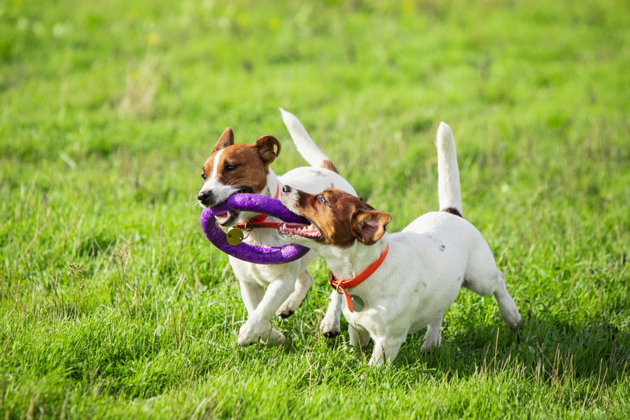 Juegos para perros al aire libre