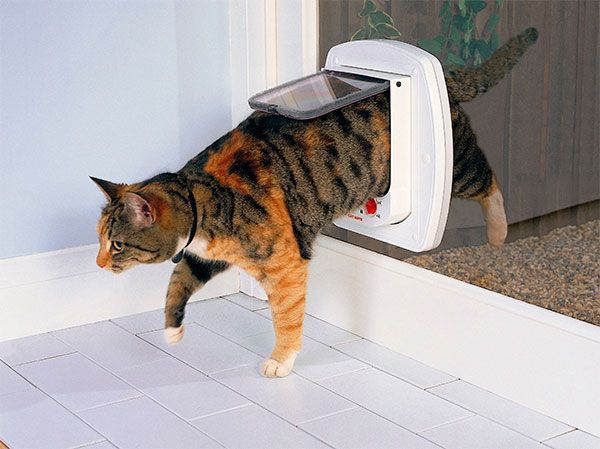 Para qué necesito una puerta para gatos? - Tiendanimal