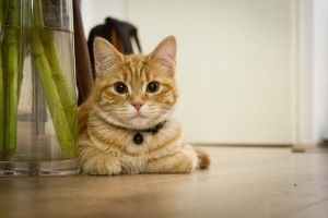 Mi gato trepa a la mesa y la encimera ¿Cómo lo corrijo?