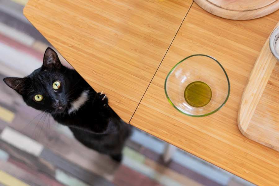 Cómo evitar que tu gato se suba a la mesa o encimera