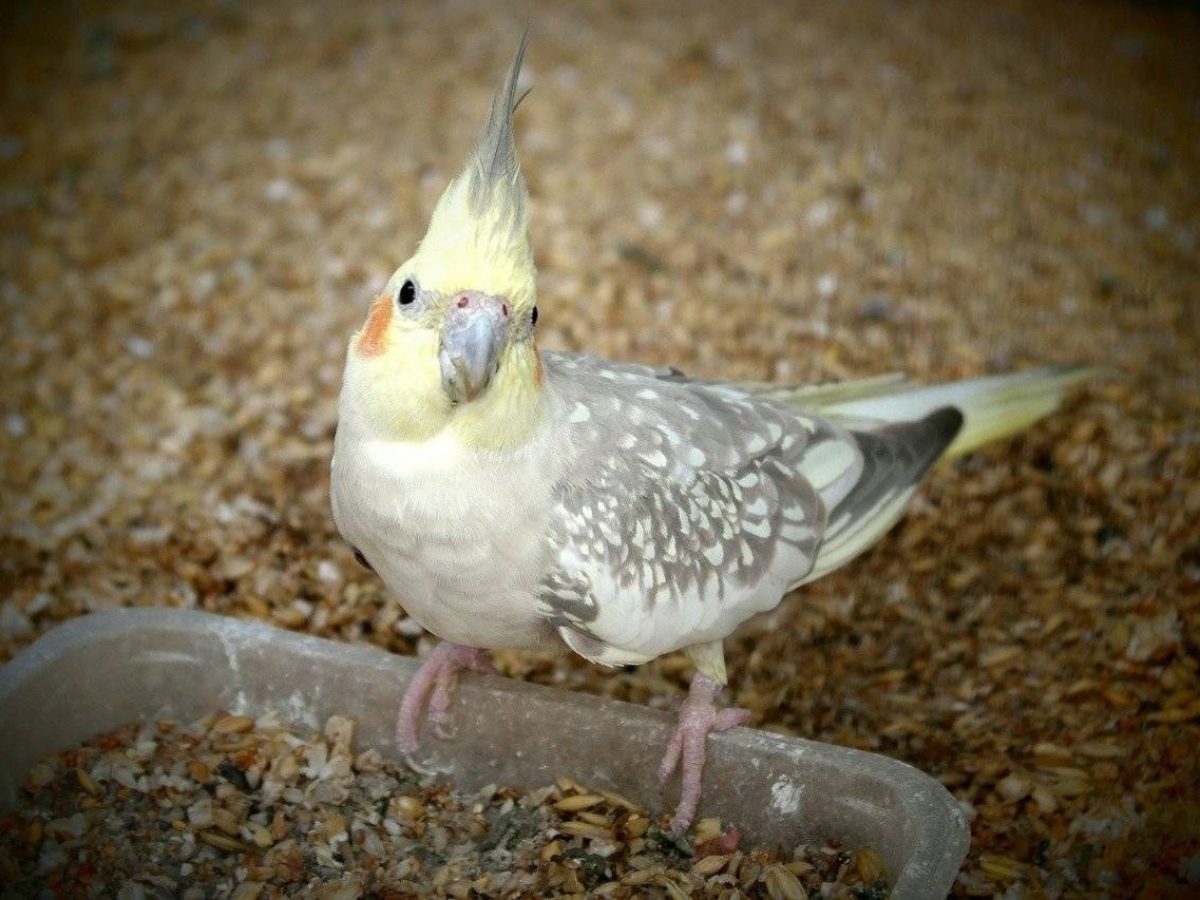 Imitación cache arrojar polvo en los ojos Ninfas: un ave ideal para principiantes - Tiendanimal