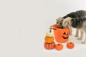 Animales-y-Halloween-tiendanimal