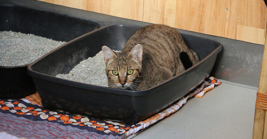 cómo hacer que mi gato vuelva a usar la caja de arena