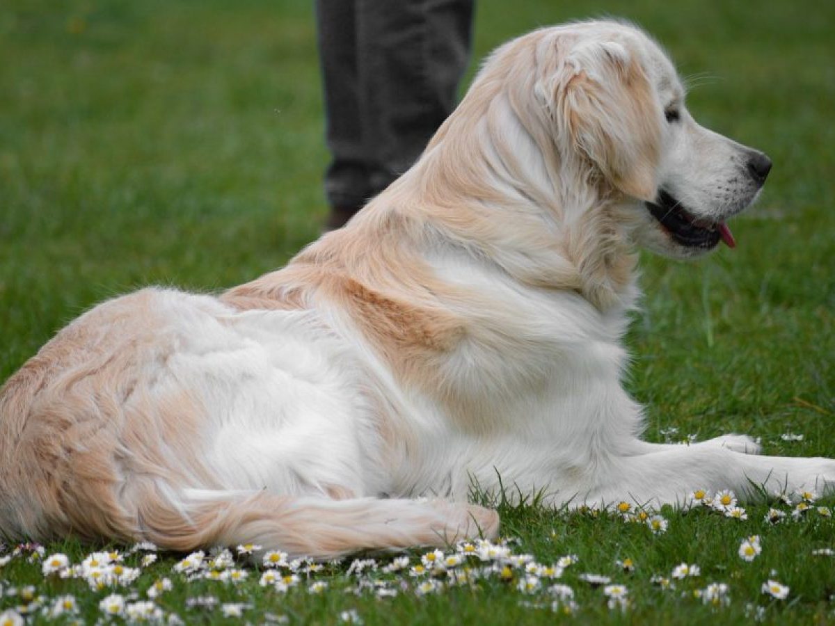 Cómo mantener el pelaje del Golden Retriever  Tiendanimal