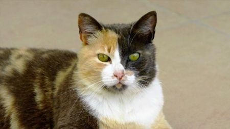 Mi gato ha dejado de usar su bandeja sanitaria