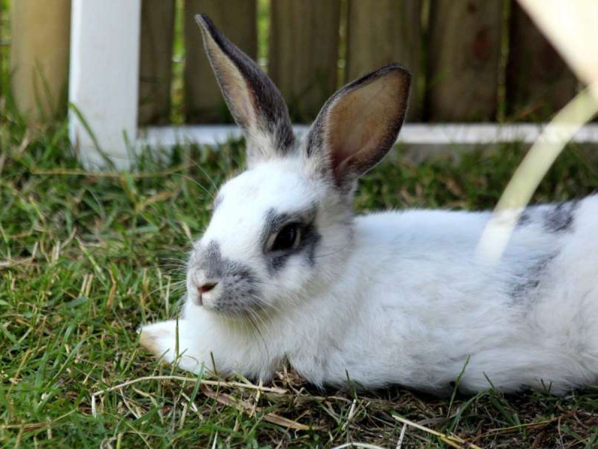 Mi Conejo Se Caga Por Todas Partes Como enseñar a tu conejo a usar su bandeja sanitaria - Tiendanimal