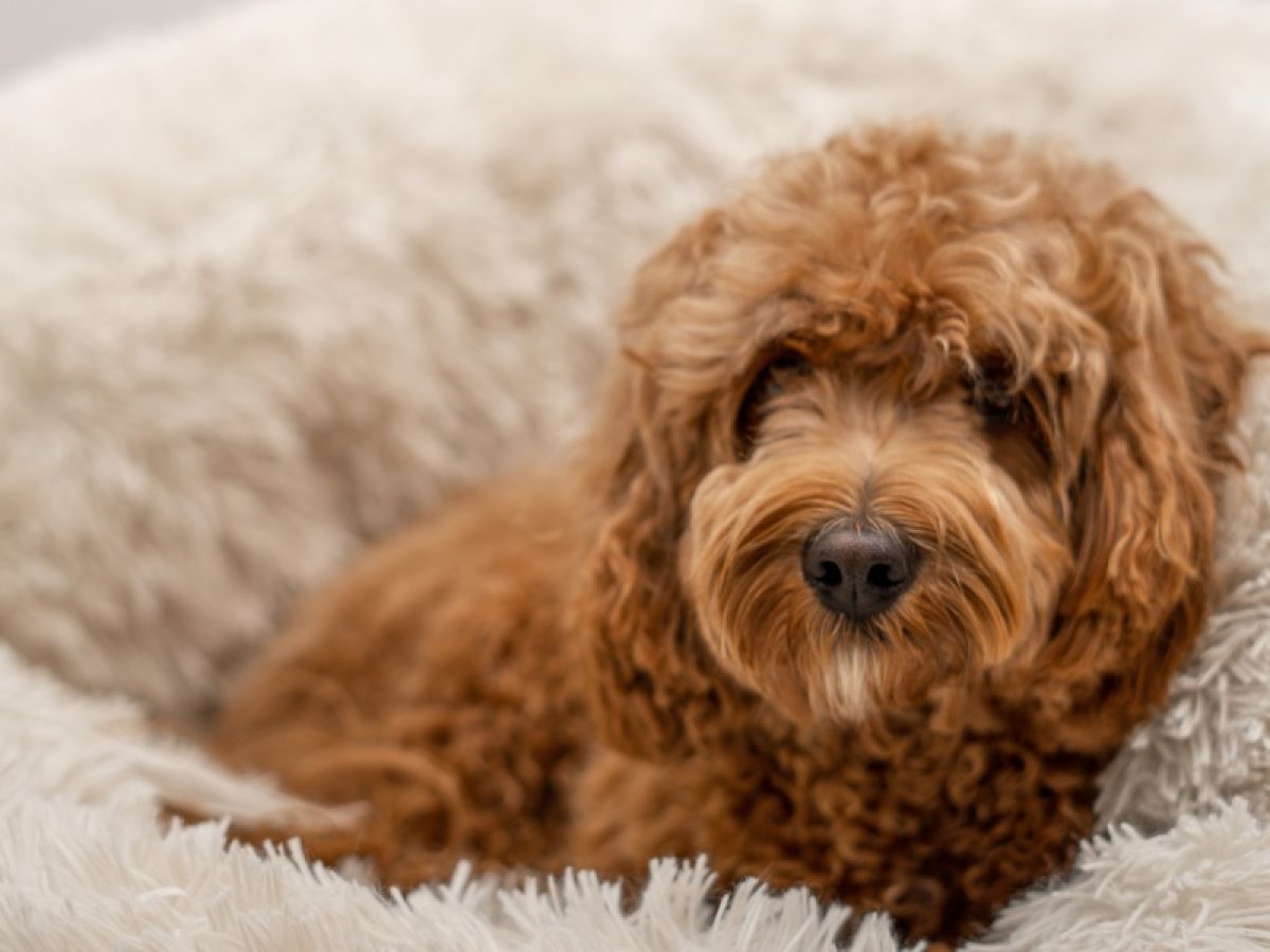 Porqué utilizar un colchón ortopédico en perros mayores - Perros siempre en  movimiento