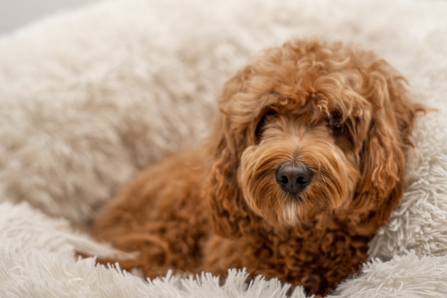 Tipos y mejores camas para perros