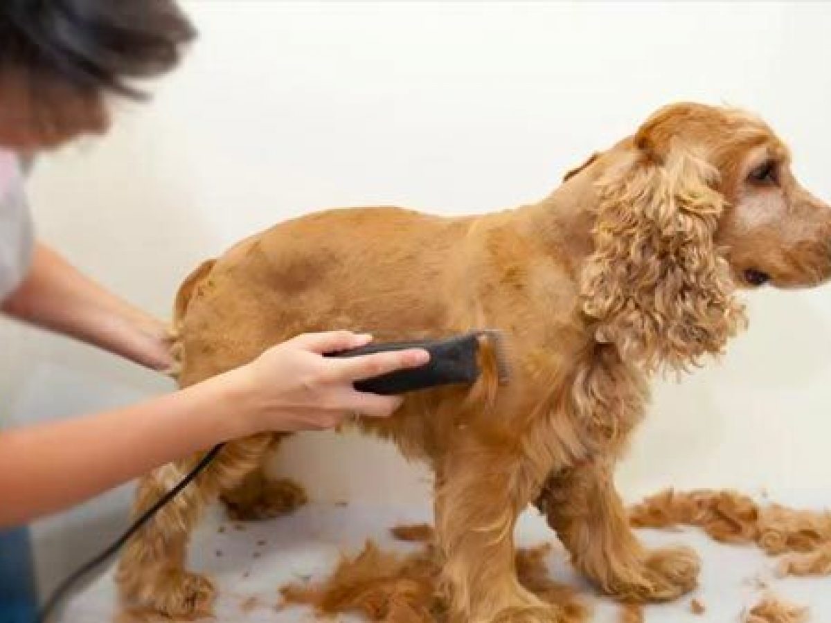 Mantenimiento de las cuchillas para máquinas cortapelo - Tiendanimal