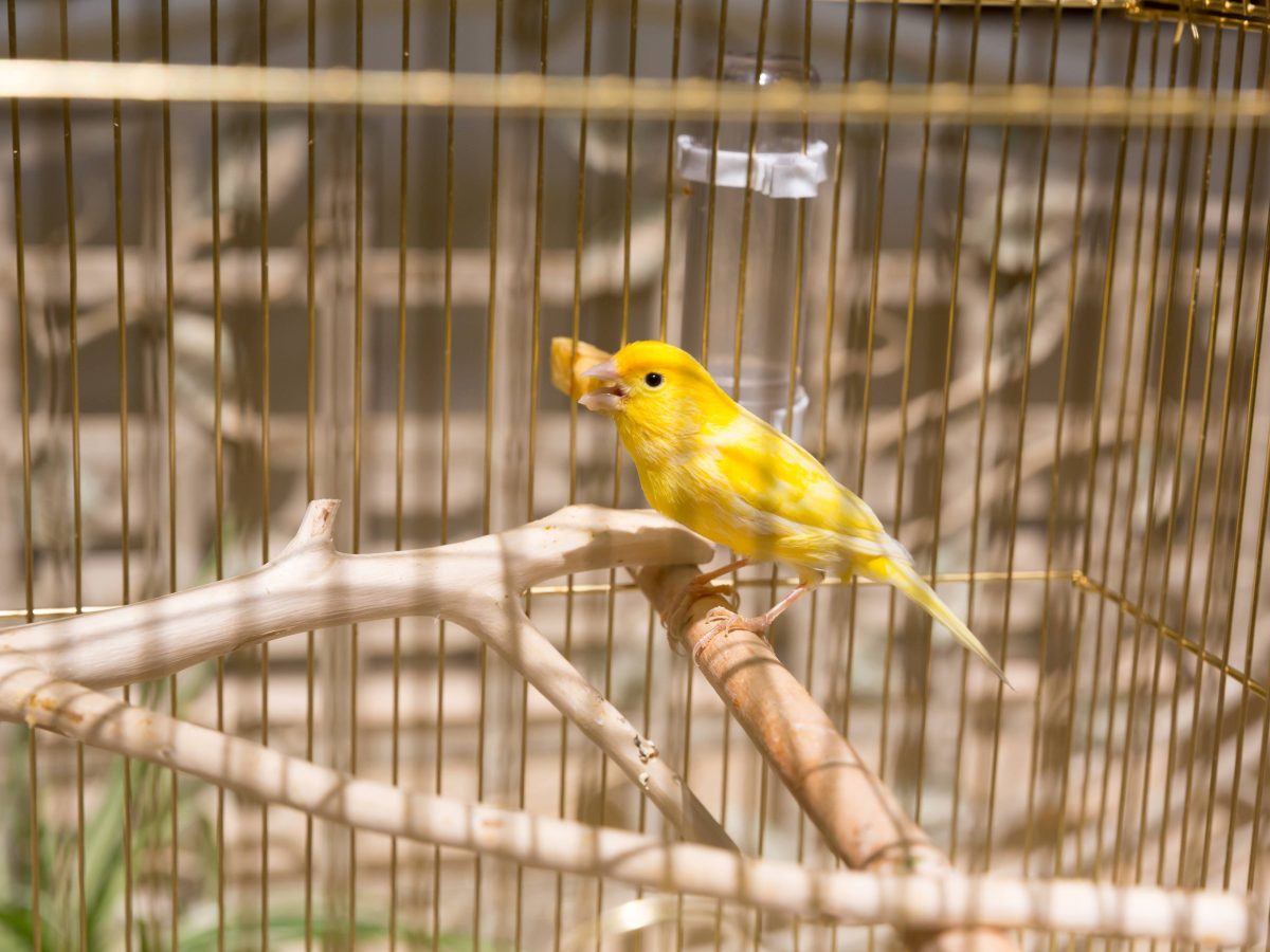 Cuidado de los pichones de canarios - Tiendanimal Cuidado de los pichones de canarios - Tiendanimal