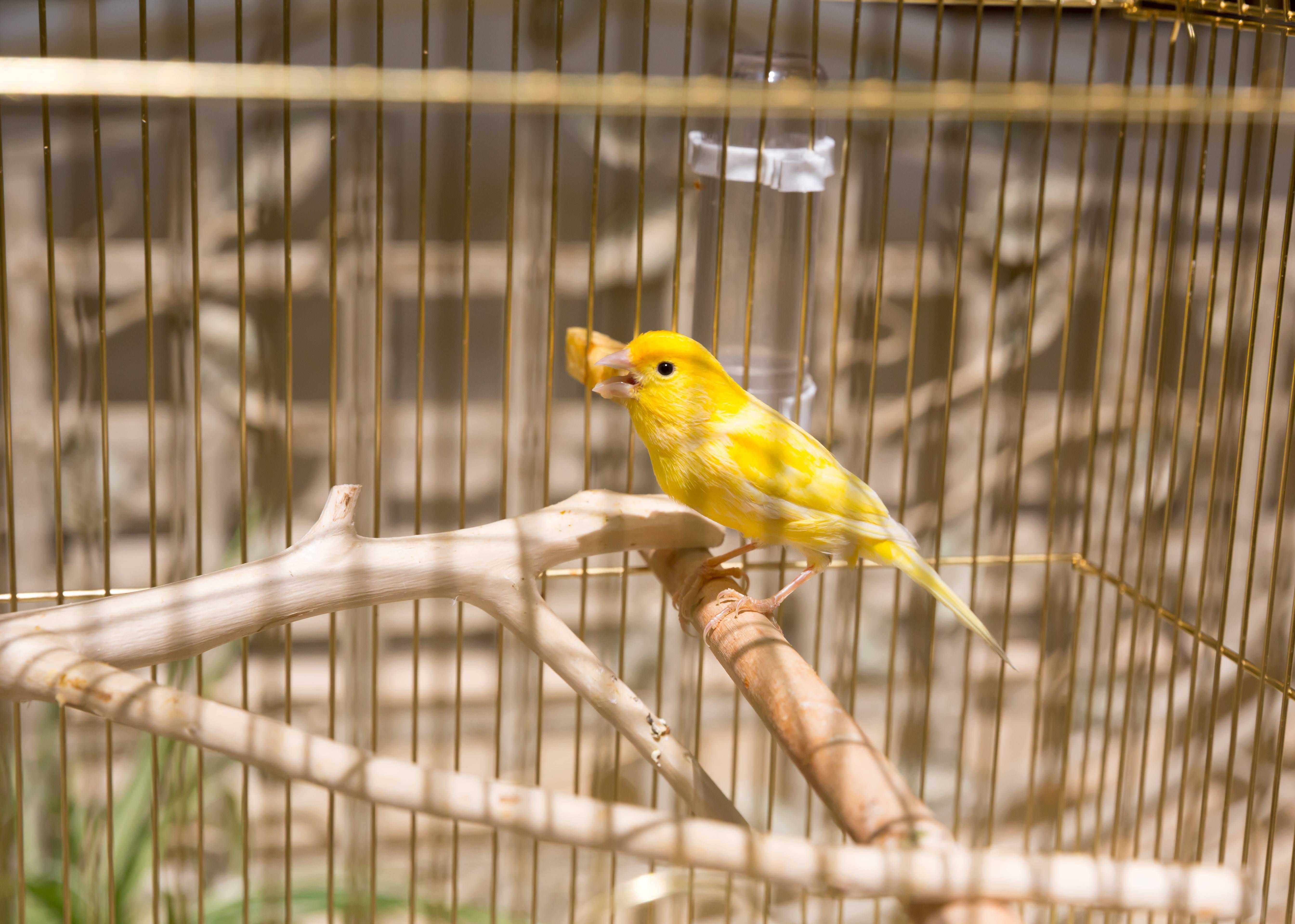Bocadillo paralelo Muy enojado Cuidado de los pichones de canarios - Tiendanimal