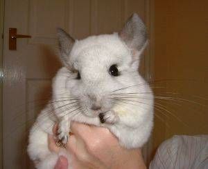 chinchilla