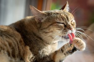 Por qué los gatos vomitan bolas de pelo y cómo evitarlas