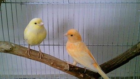 Algunas causas de infertilidad en canarios