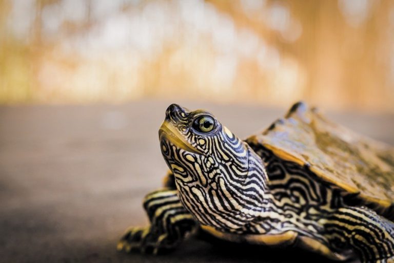 ¿Qué comen las tortugas acuáticas?