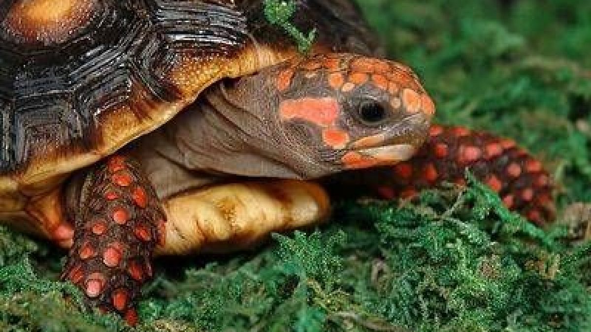Fascinar Vadear Escalofriante Tortugas de patas rojas o Morrocoy - Tiendanimal