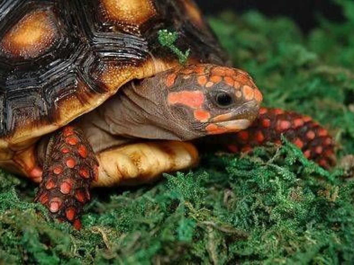 Pila de ceja Prominente cuanto dura una tortuga sin comer boicotear gastar Correctamente