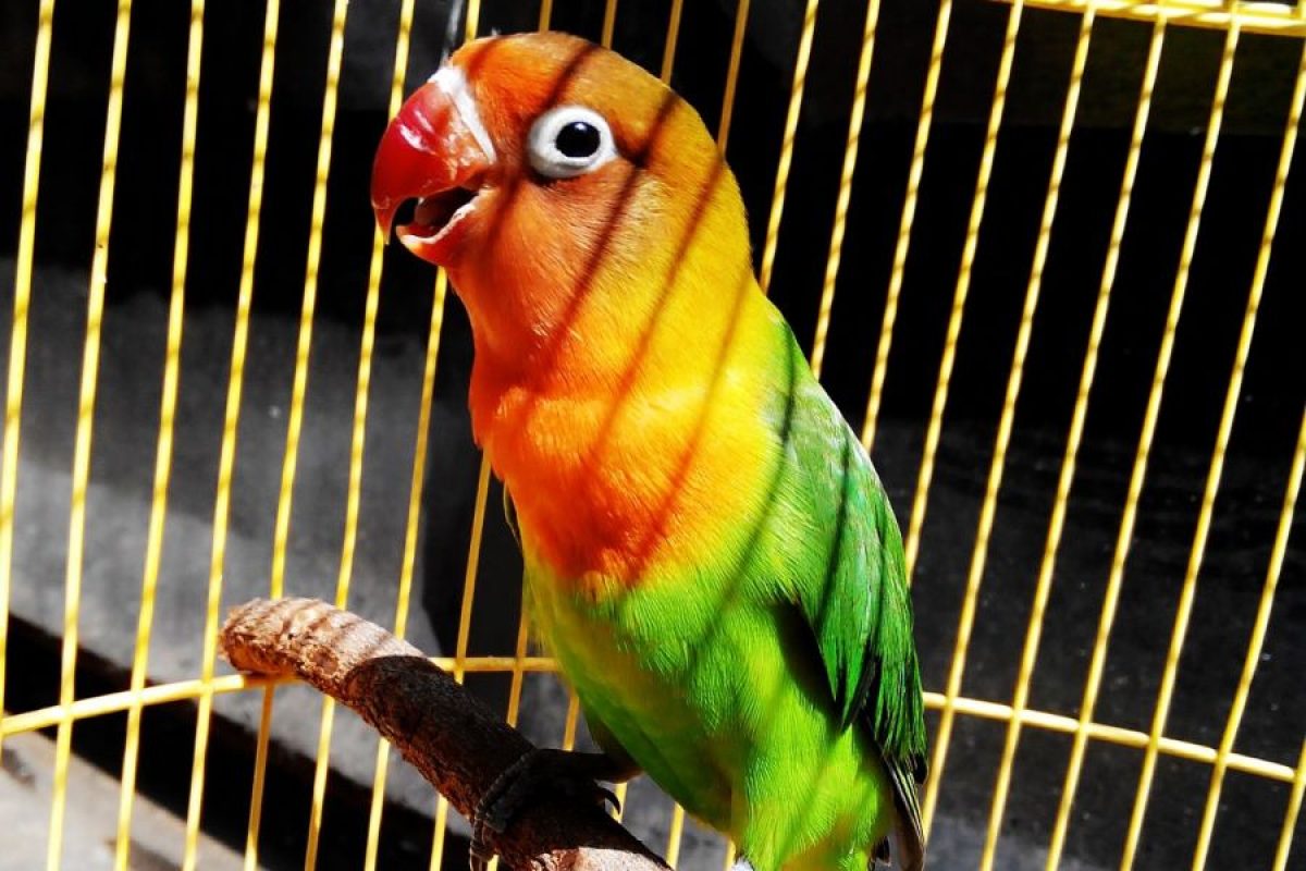 Como Hacer Que Tu Periquito No Te Muerda Qué hago para amansar a mi agapornis? - Tiendanimal