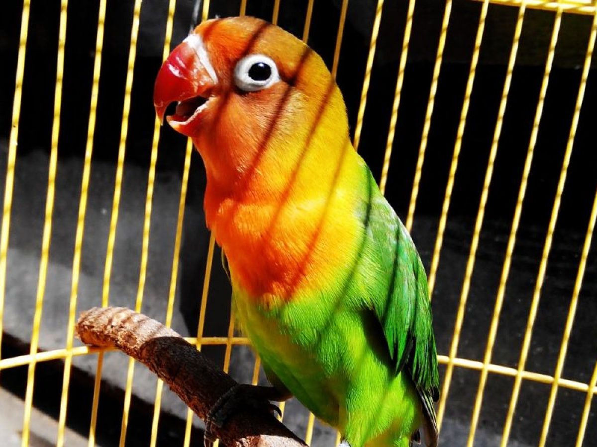 Qué para amansar a mi agapornis? Tiendanimal