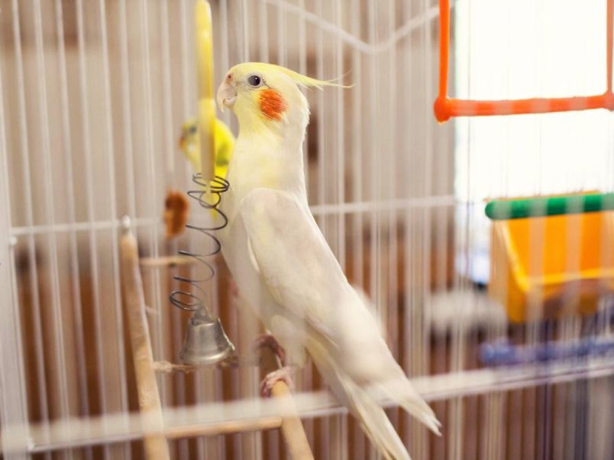 Como Se Cria A Mano Un Pichon De Ninfa Tiendanimal Como Se Cria A Mano Un Pichon De Ninfa Tiendanimal