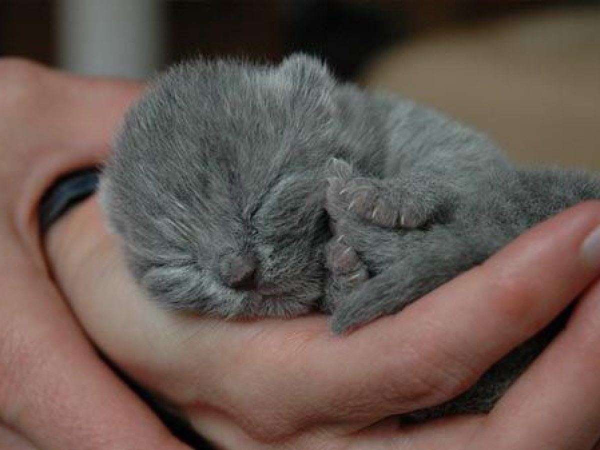 British Shorthair Caracteristicas De La Raza Tiendanimal