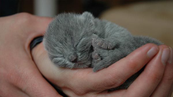 British Shorthair: Características de la raza