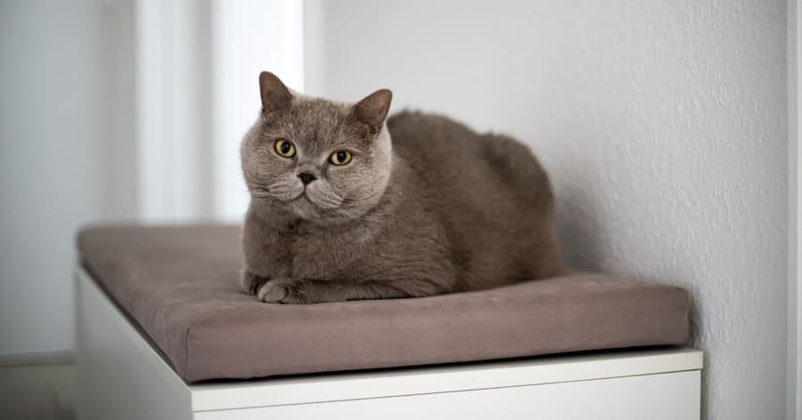 Imágenes y guía de información del british shorthair