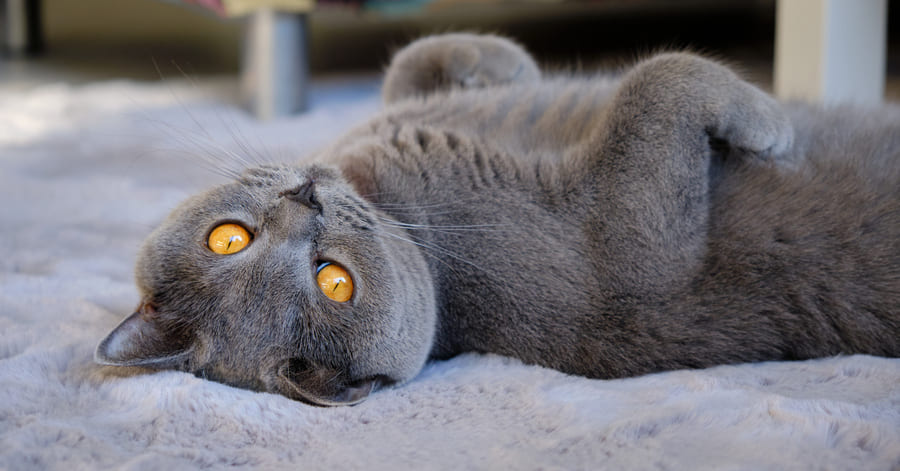 Colores del british shorthair