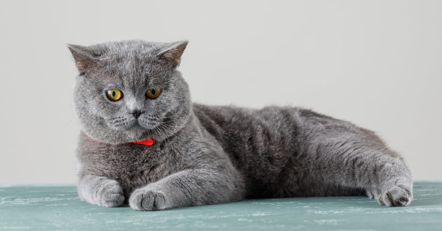 Colores y fotos del british shorthair