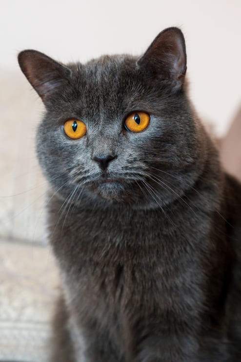 Características y cuidados del british shorthair